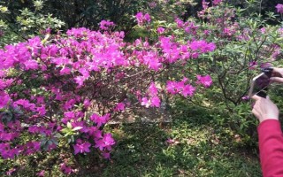 花中西施是什么花，是指的杜鵑花