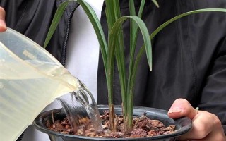 如何養(yǎng)殖貓耳蘭，生長期間可每隔3-5天澆水一次
