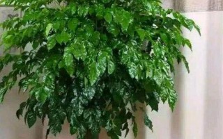 夏天幸福樹多久澆一次水，間隔2-3天就要澆一次水