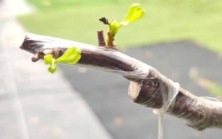 三角梅嫁接所用砧木，以長勢強(qiáng)的紫花三角梅為宜