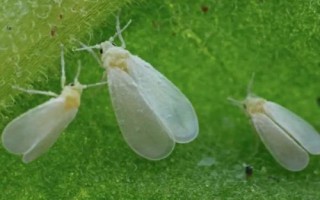 白菜白粉虱危害特點(diǎn)，傳播速度快且寄主范圍廣