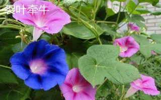 牽牛花的簡(jiǎn)介，屬于一年生纏繞草本植物