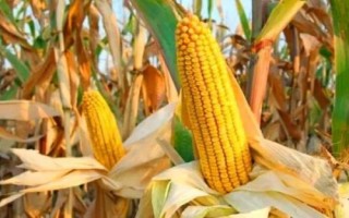 鯤玉16玉米種簡介，春播平均生育期134.5天