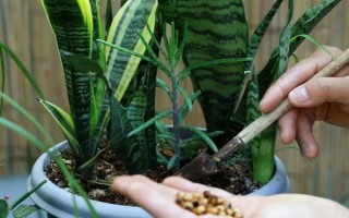 虎耳蘭的種植方法，生長(zhǎng)期間讓土壤保持濕潤(rùn)