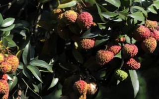 懷枝荔枝的特點，果皮暗紅、果頂渾圓、單果重達到20克