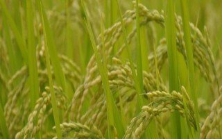 安優(yōu)華占水稻種子介紹，全生育期115.1天