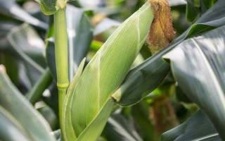 三力589玉米種簡(jiǎn)介，3月下旬至4月下旬播種