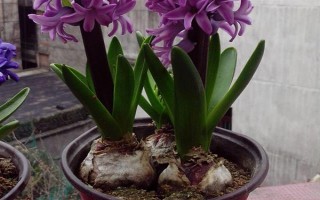紫色風(fēng)信子的寓意，寓意永恒愛情、嫉妒、歉意等