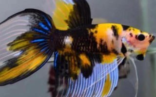泰國(guó)斗魚吃小魚嗎，在饑餓狀態(tài)下會(huì)吃掉小魚