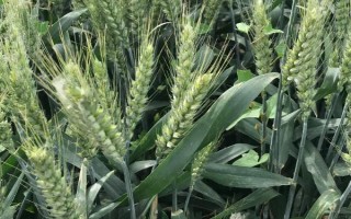 甘春24號(hào)小麥種子簡(jiǎn)介，一般在3月中下旬播種