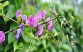 吡蟲啉豆角開花后能用嗎，可在豆角開花后使用