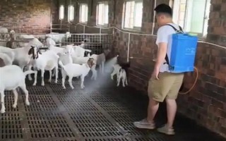 育肥羊的飼料配方，原料有玉米粉、草粉、玉米粒等