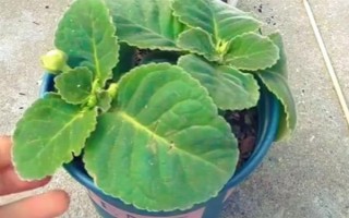 芙蓉花半年沒澆水能否存活，盆栽芙蓉花會干枯死亡
