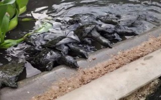 怎么養(yǎng)殖甲魚，每天可以投喂3次