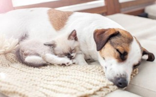 犬貓氨基糖苷類抗生素中毒臨床癥狀，可致機體麻木、頭昏、耳鳴等