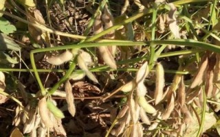 嘉豆4號大豆種子特點，黃淮海夏大豆品種