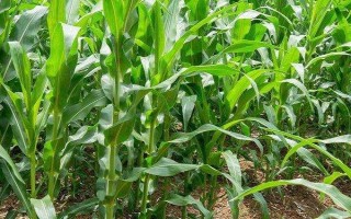 英玉828玉米種子介紹，適宜密度為5000株/畝左右