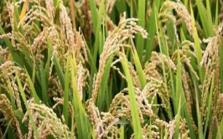 天禾糯1號水稻品種的特性，每畝基本苗5--6萬