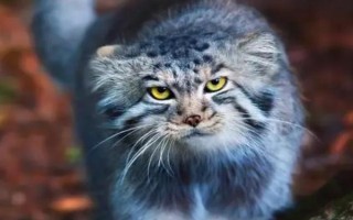 貓頭鷹的天敵，金雕、食猿雕、猛雕、叢林貓等都是其天敵