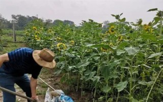 向日葵空殼如何預(yù)防，需提高水肥條件