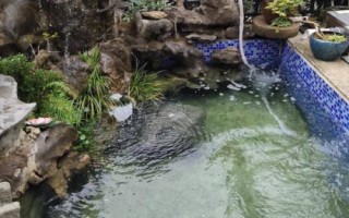 讓庭院魚(yú)池水變清澈的方法，種植水草可改善水質(zhì)