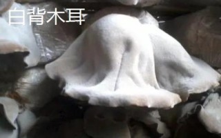 白背木耳和一般木耳有何區(qū)別，二者各有特點