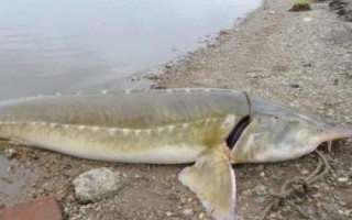 鰉魚介紹，屬于鱘科、鱘屬、達氏鰉種動物