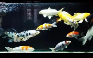 錦鯉白寫(xiě)簡(jiǎn)介,一般指白寫(xiě)錦鯉