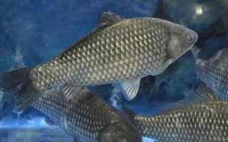 釣獲的鯽魚喂什么東西，一般可飼喂動(dòng)物性飼料