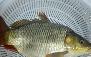 鯉魚的品種，常見的有紅鯉、豐鯉、錦鯉等
