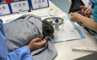 犬貓血腫臨床癥狀，多見(jiàn)于軟組織非開(kāi)放性損傷