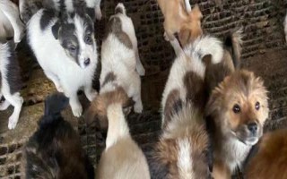 犬肉毒梭菌毒素中毒診斷要點(diǎn)，多見(jiàn)于夏季