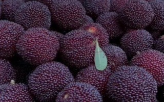 荸薺楊梅又叫什么楊梅，又叫小種楊梅、余姚楊梅、黑炭梅等