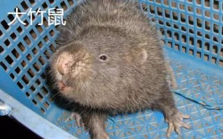 竹鼠的簡介，種類較多