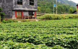 紫薯的高產(chǎn)栽培管理技術(shù)，田間管理極為重要
