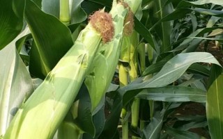 屯玉168玉米種子特征特性，平均生育期118天