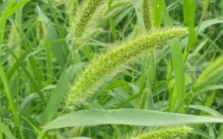 農村常見的野草，常見的有苘麻、艾草等
