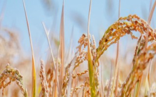 粳優(yōu)9306水稻品種的特性，4月上中旬播種