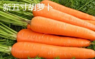 胡蘿卜的品種，品種較多各具特色
