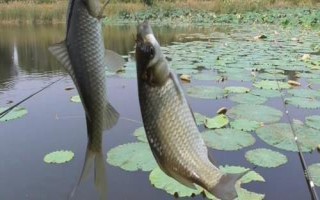 秋季能釣鯽魚嗎，初秋釣鯽魚效果不錯