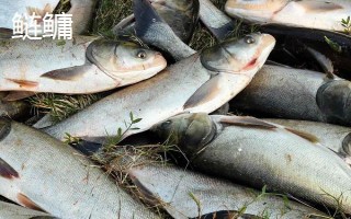 0.8號(hào)新關(guān)東鉤適合釣?zāi)男~，適合釣鯉魚、草魚和鰱鳙