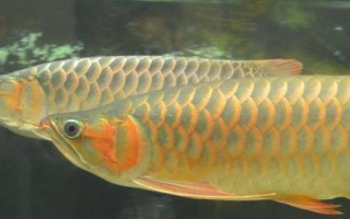 龍魚常見致病因素，可能是喂食方法不對(duì)或受驚等