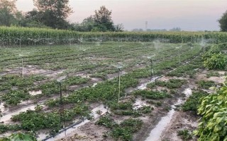 哪些因素會(huì)影響草莓膨大，主要有種子、溫度、光照等5個(gè)原因