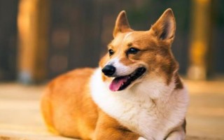 狗狗最怕主人做什么，不喜歡環(huán)抱、摸臉頰、拍頭等