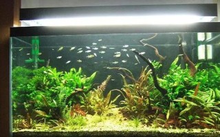 魚缸重新?lián)Q水多久可以放魚，至少要三天才可以放魚