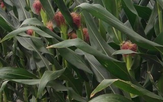 粵甜25號(hào)玉米種子簡(jiǎn)介，田間表現(xiàn)高抗紋枯病