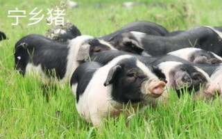 豬有哪些品種，包括杜洛克、成華豬、大白豬、長白豬等種類