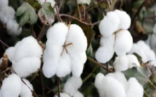 惠遠1502棉花品種的特性，春播生育期122天