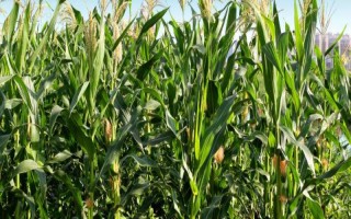 斯達(dá)甜221玉米種子特點，每畝種植密度3500株為宜