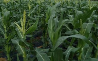 天利禾6891玉米種簡介，在適應區(qū)4月30日左右播種